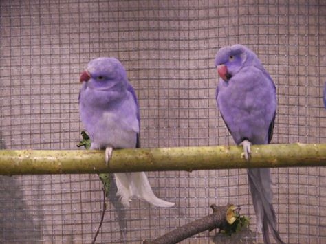 Violet Indian Ringnecks Quaker Parrot, Purple Birds, Conure Parrots, Purple Bird, Crazy Bird, Funny Birds, Pet Bird, Exotic Birds, Pretty Birds