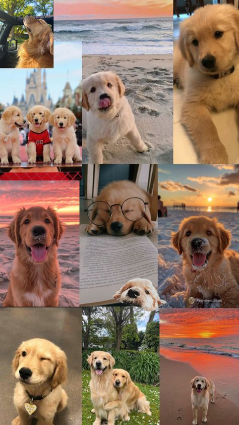 Golden Retriever Wallpaper, Windows Xp Wallpaper, Chien Golden Retriever, Cute Puppy Wallpaper, Puppy Wallpaper, Very Cute Puppies, Super Cute Puppies, Cute Animals Puppies, Cute Dog Pictures