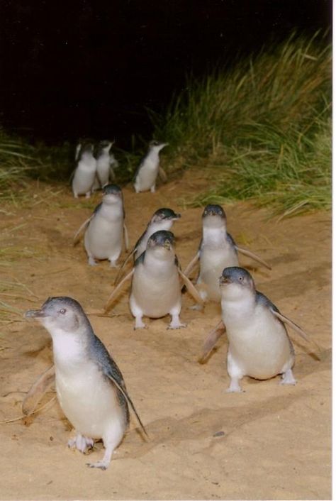 Fairy Penguins Philip Island, Victoria, Australia Penguin Parade, Phillip Island, Australian Birds, Australian Animals, Victoria Australia, The Fairy, Australia Travel, Tasmania, The Sand