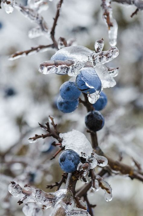 Winterberries                                                       … Blue Berries, Winter Szenen, I Love Winter, Airbrush Art, Winter Magic, Winter Scenery, Winter Beauty, Snow And Ice, Snow Scenes