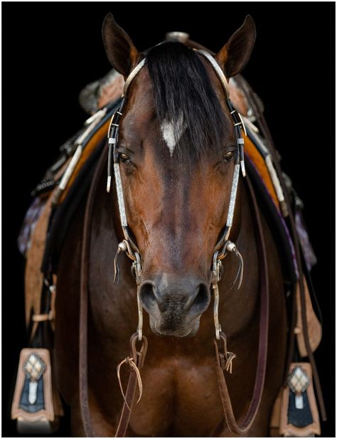 Equine Photography Poses, Background Tutorial, Haflinger Horse, Reining Horses, Equine Photographer, American Quarter Horse, Western Pleasure, Western Riding, Majestic Horse