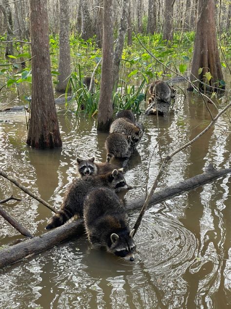 📍Honey Swamp, NOLA Swamp Goblin, Swamp Core, Summer Manifestations, Swamp Aesthetic, Swamp Animals, Honey Swamp, Swamp Queen, Swamp Witch, Swamp Creature