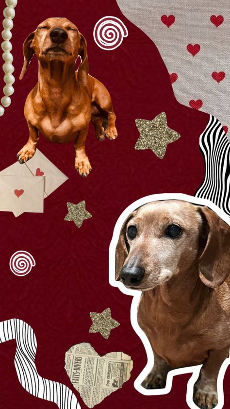 #dog #dachshund Dachshund Aesthetic Wallpaper, Dashound Wallpaper Iphone, Sausage Dog Wallpaper, Fondos Neutros, Dachshund Wallpaper, Arte Dachshund, Cute Dog Wallpaper, Cute Simple Wallpapers, Dog Wallpaper