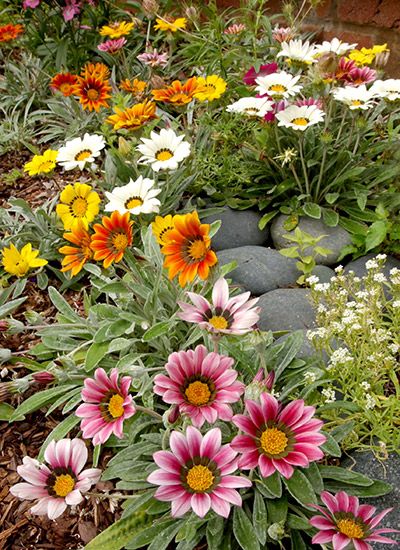 Diy Small Garden Ideas, Drought Tolerant Plants California, Diy Small Garden, Drought Tolerant Annuals, Lantana Plant, Drought Tolerant Perennials, Small Garden Ideas, Drought Resistant Plants, Drought Tolerant Garden