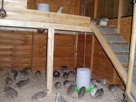 Quail Coops Ideas, Quail Ground Pen, Ground Quail Coop, Quail Pen, Quail House, Button Quail, Quail Coop, Raising Quail, Quails