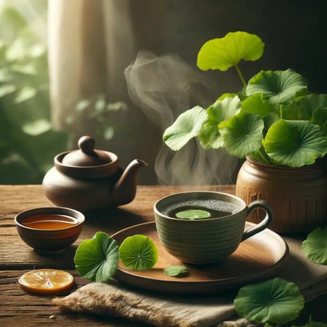 Gotu Kola Tea: A Comprehensive Guide to Preparation, Health Benefits, Potential Side Effects Gotu Kola, Improve Brain Function, Superfood Powder, Fruit Seeds, Tea Benefits, Tree Seeds, Ayurvedic Medicine, Grass Seed, Traditional Medicine