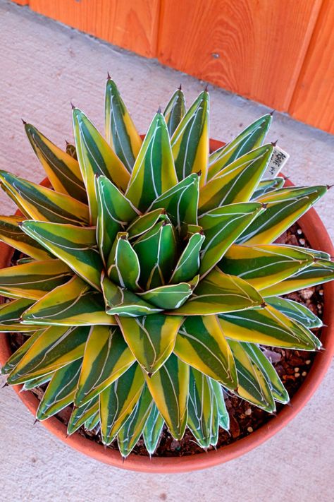 Episode 30: Gardening Wish List for 2019 - FineGardening Blue Agave Plant, Rabbit Resistant Plants, How To Grow Cactus, Blooming Succulents, Hummingbird Plants, Fairy Garden Plants, Pollinator Plants, Making Plant Pots, Cactus Planta