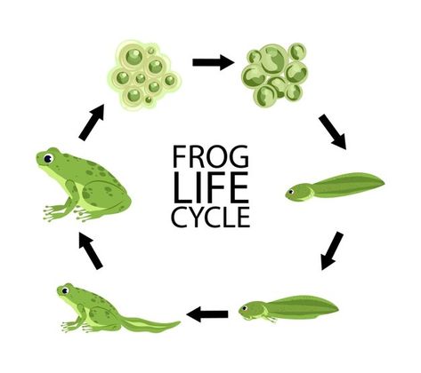 Cycle Stages, Leopard Frog, Frog Life Cycle, Frog Sketch, Lifecycle Of A Frog, Frog Costume, Frog Eye, Frog Life, Frog Wallpaper