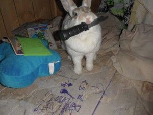 The rabbit has a freaking knife, man. 30 Mischievous Bunnies Who Have No Regrets About Taking Over Your House Cute Bunny Pictures, Bunny Pictures, No Regrets, Funny Bunnies, Silly Animals, Cute Little Animals, 귀여운 동물, Cute Funny Animals