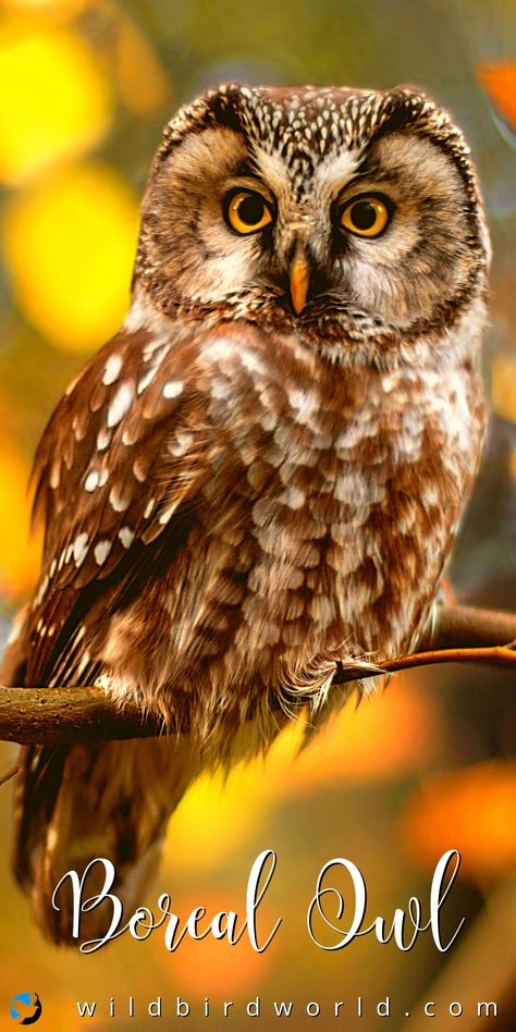 Pictures Of Owls To Paint, Owl Photography Amazing Photos, Pictures Of Owls, Images Of Owls, Boreal Owl, Barn Owl Pictures, Birds Couple, Owl Feathers, Owl Paintings