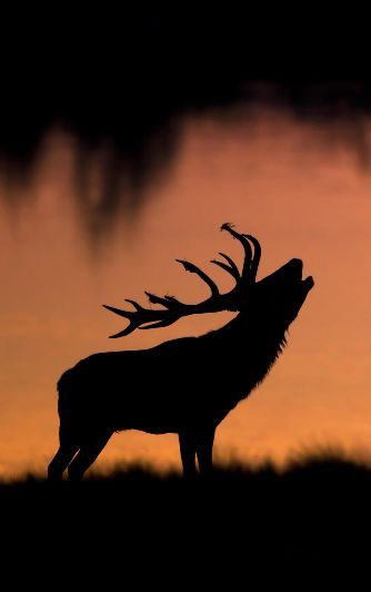 Elk Art, Elk Silhouette, Elk Pictures, Hirsch Silhouette, Deer Pictures, Deer Painting, Deer Silhouette, Silhouette Painting, Image Nature