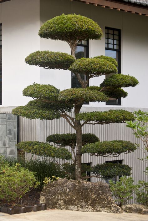 Small Manicured Tree at the Morikami Japanese Garden | ClipPix ETC: Educational Photos for Students and Teachers Japanese Garden Plants, Modern Japanese Garden, Fall Landscaping, Japanese Plants, Small Japanese Garden, Japanese Garden Landscape, Small Garden Landscape, Zen Garden Design, Front Garden Landscape