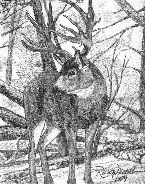 Deer Hunting Drawing, Dream Sketch, Hunting Drawings, Deer Sketch, Mule Deer Buck, Deer Artwork, Fantasy Dream, Deer Drawing, Fall Drawings