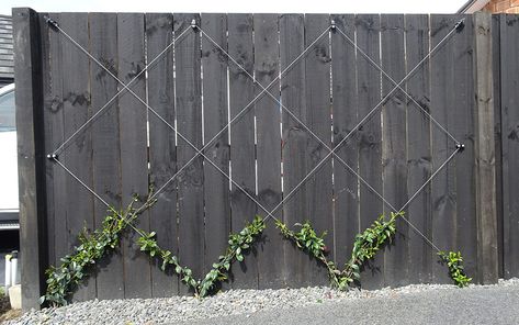 Star Jasmine Trellis, Trellis System, Wire Trellis, Trellis Fence, Arbors Trellis, Diamond Trellis, Timber Fencing, Topiary Garden, Support Plante