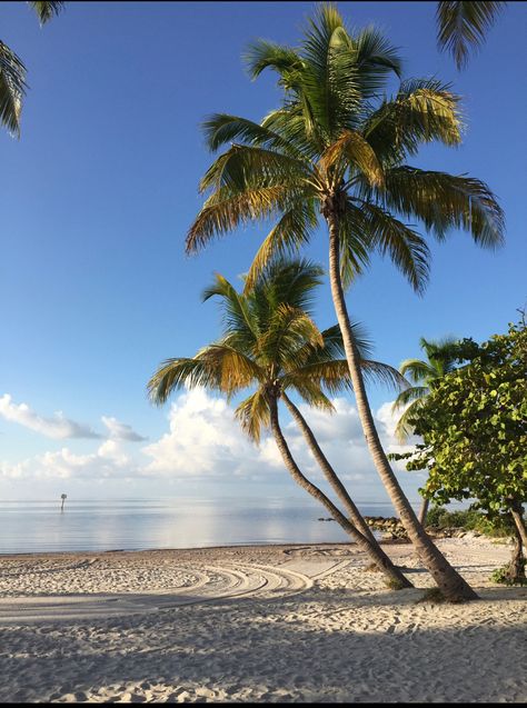 Palm Trees On Beach, Palm Trees Beach Photography, Road With Palm Trees, Palm Tree Shadow Photography, Palm Tree Photo, Palm Tree Close Up, Tree Types, Beach Tree, Tropical Landscapes