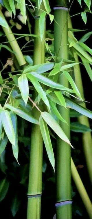 Chinese Bamboo Landscape, Bamboo Photography, Bamboo Landscape, Bamboo Trees, Bamboo Grove, Chinese Theme, Chinese Bamboo, Lucky Symbols, Plant Fungus