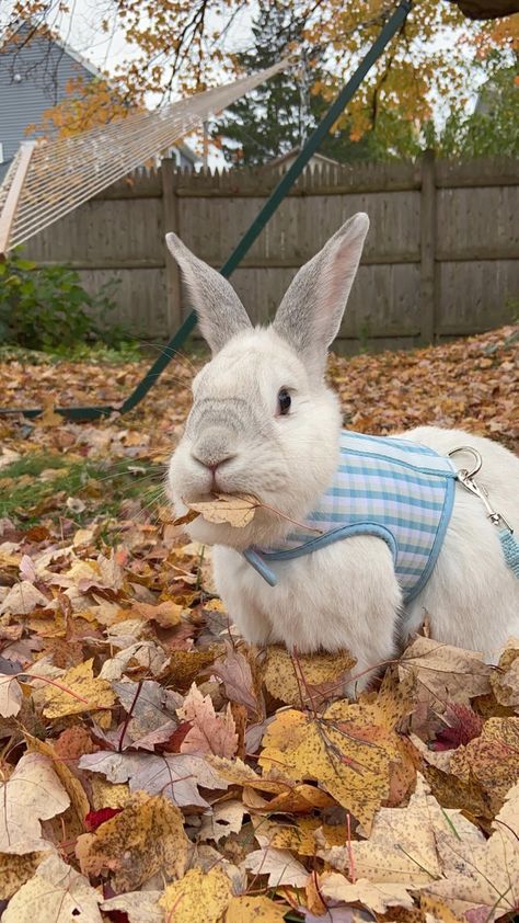 Cute Buns, Bunny Bunny, Funny Bunny, Rabbit Lover, Bunny Rabbits, Funny Bunnies, Ferret, Bunny Rabbit, Dog Adoption