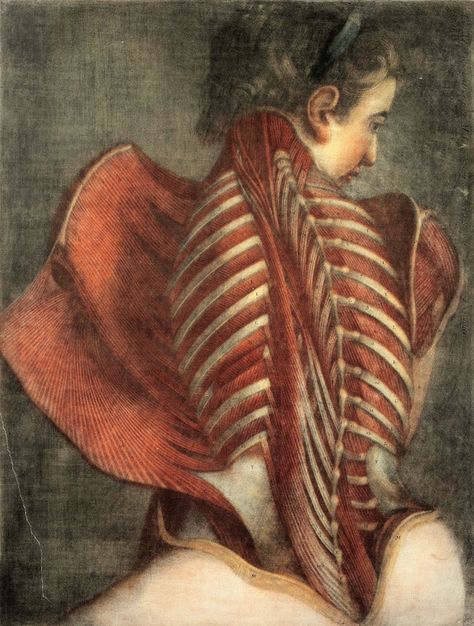 Muscles of the Back – Product – The Public Domain Review Woman's Back, Male Figure Drawing, Wellcome Collection, Human Figure Drawing, Vintage Medical, Medical Art, Female Anatomy, Female Human, Anatomy Drawing