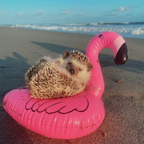 A Hedgehog, Amazing Facts, Hedgehogs, Facts About, Flamingo, Animals, Pink