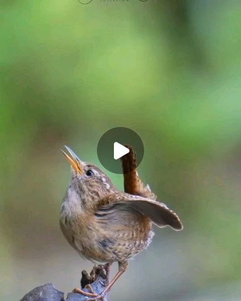 Bird Calls, Bird Song, Which One Are You, Song Bird, Wren, Mother Earth, Beautiful Birds, A R, Planets