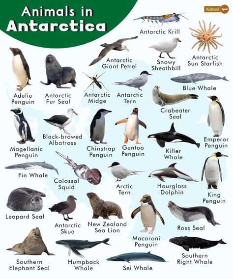 Animals in Antarctica List, Facts, and Pictures Antarctica Activities, Macaroni Penguin, Antarctic Animals, Kinds Of Animals, Fin Whale, Leopard Seal, Penguin Species, Fur Seal, Elephant Seal