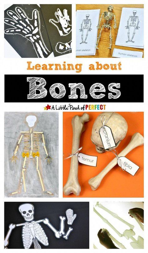 Learning about bones: Skeleton activities, crafts, and printables for kids #halloweenactivities Skeletal System Activities, Skeleton Printable, Clay Mation, Free Classroom Printables, Skeleton Craft, Body Preschool, Human Body Activities, Human Body Unit, All About Me Preschool