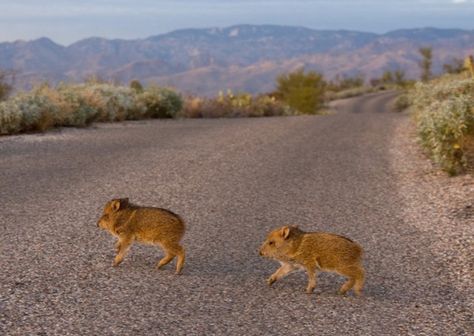 Javalinas Arizona Wildlife, Desert Creatures, Curious Animals, Desert Dweller, Arizona Aesthetic, Desert Scenes, Arizona Living, Desert Beauty, Desert Places