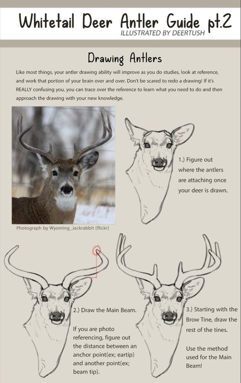 Deer Antlers Reference, How To Draw Antlers, Character With Antlers, Deer Anatomy, Antler Drawing, Antlers Drawing, Antler Illustration, Deer Sketch, Animal Studies