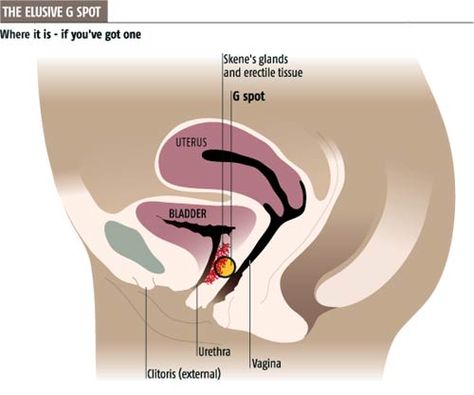 The elusive G spot: where it is - if you've got one Human Sexuality, Womens Health, Le Point, Things To Come, Good Things, Health