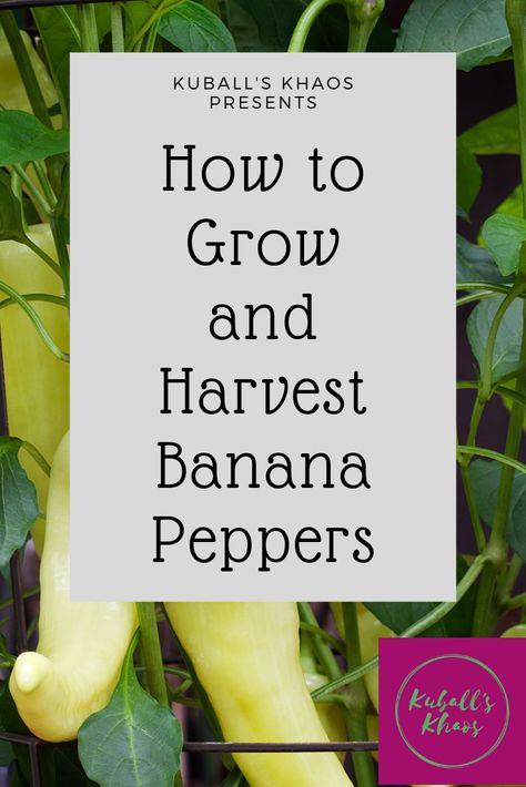 Sweet Banana Peppers, Hot Banana Peppers, How To Grow Bananas, Growing Spinach, Tips For Growing Tomatoes, Growing Vegetables In Pots, Banana Peppers, Bucket Gardening, Container Vegetables