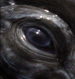 Southern Right Whale eye - ******************Киты******************* Orca Eye, Whale Eye, Southern Right Whale, Right Whale, Regard Animal, Animals Aesthetic, Great Whale, Sea Mammal, Art Pretty