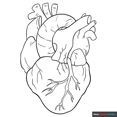 Free printable real heart coloring page Heart Coloring Page, Human Heart Drawing, Real Heart, People Coloring Pages, Free Printable Coloring Sheets, Draw Human, Full Sleeve Tattoo Design, Drawing Guides, Heart Coloring Pages