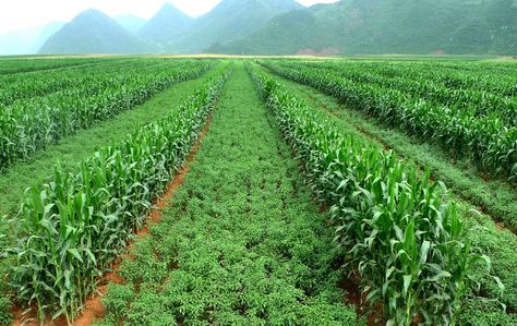 Maize Chili Intercropping [IMAGE] | EurekAlert! Science News Releases John Deere Tractors Farms, Future Farms, Attracting Beneficial Insects, Natural Pest Control, Agricultural Practices, Crop Rotation, Agriculture Farming, Castle Garden, Rainwater Harvesting