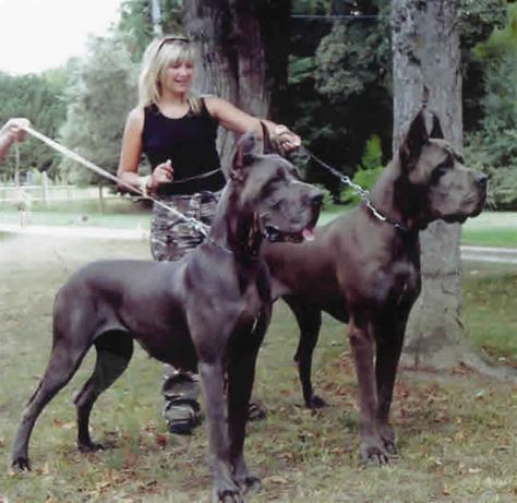 Worlds Biggest Dog, Black Great Danes, Biggest Dog, Dane Puppies, Great Danes, Huge Dogs, Great Dane Puppy, Dane Dog, Great Dane Dogs