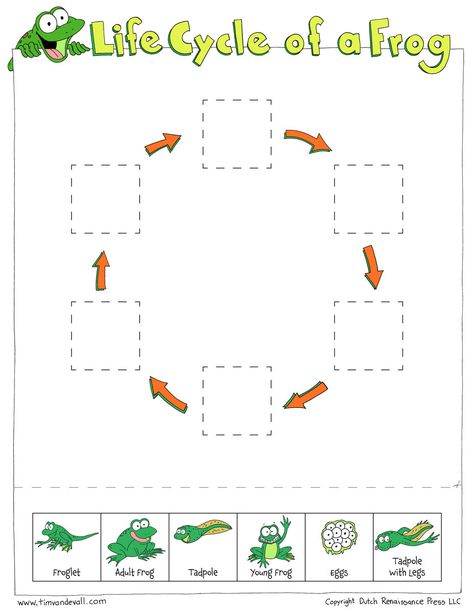 Frog Life Cycle Worksheet Life Cycle Of A Frog Worksheets Cut and Paste Tadpole Life Cycle, Frog Life Cycle Printable, Pond Ecosystem, Life Cycle Worksheet, Frogs Preschool, Draw Space, Frogs For Kids, Life Cycle Of A Frog, Frog Activities