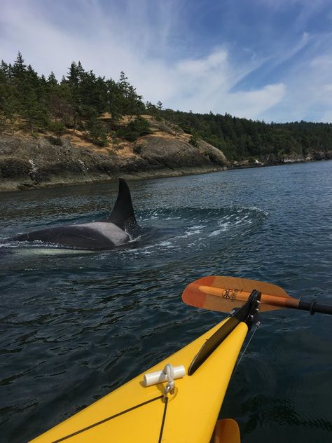 San Juan Kayak Expeditions | Our Orca Whales Whale Watching Aesthetic, Orca Island Washington, Orca Watching, Orca Island, Orcas Island Washington, San Juan Islands Washington, Friday Harbor, San Juan Island, Under The Ocean