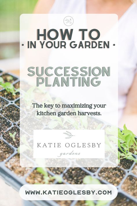 Lear how to start succession planting and you'll unlock the key to maximizing your kitchen garden harvests. Before long you'll be living that garden to table lifestyle all year! Kitchen Garden Design, Midwest Kitchen, Garden To Table, Growing Organic Vegetables, Succession Planting, Zone 5, Garden Harvest, Healthy Garden, Organic Gardening Tips