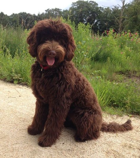 Labradoodle Haircut Style, Labradoodle Pictures, Labradoodle Haircut, Brown Labradoodle, Labradoodle Grooming, Goldendoodle Haircuts, Chocolate Labradoodle, Small Dog Coats, Labradoodle Dogs