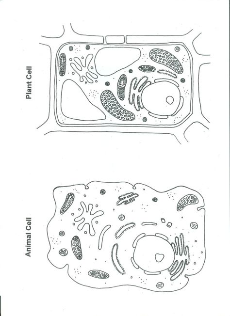 Cell , 6 Animal And Plant Cell Quiz : Plant And Animal Cell Color Worksheet Plant Cell Drawing, Animal Cell Drawing, Animal Cell Structure, Plant Cell Diagram, Cell Diagram, Science Cells, Cells Worksheet, Cell Parts, Plant And Animal Cells