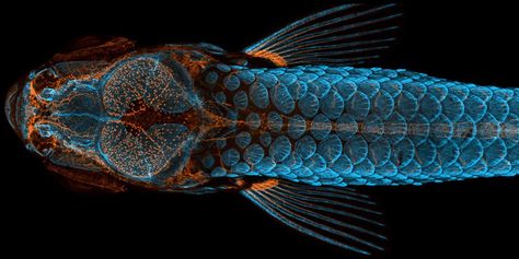 Taking the top prize is an intricate photo of a juvenile zebrafish. Confocal Microscopy, Nikon Small World, Brain System, Coffee Book, Citizen Science, Us Postal Service, Social Development, Gut Microbiome, New Uses