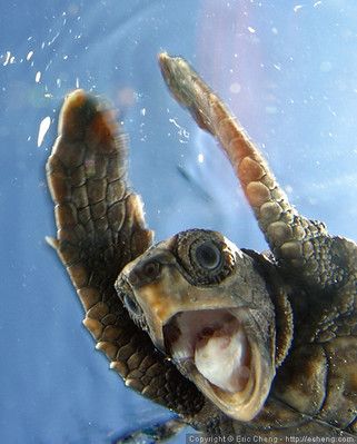 Sea Turtle Pictures, Loggerhead Turtle, Smiling Animals, Loggerhead Sea Turtle, Aloha Friday, Turtle Love, Cute Turtles, Baby Turtles, A Turtle