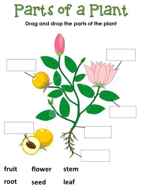 Parts of a plant interactive worksheet for 1st Grade. You can do the exercises online or download the worksheet as pdf. Parts Of A Plant Worksheet Grade 1, Parts Of A Plant Worksheet 2nd Grade, Parts Of Plant Worksheet, Part Of Plants Activities, Parts Of A Plant Worksheet, Plant Worksheet, Part Of Plant, Evs Worksheet, Live Worksheet