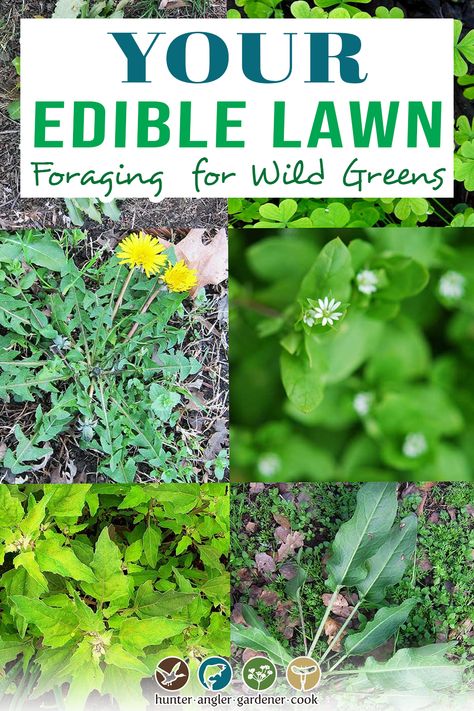 Edible Weeds In Your Yard, Foraging For Beginners Edible Plants, Spring Herbs, Lawn Weeds, Edible Grass, Medicinal Weeds, Edible Weeds, Wild Lettuce, Wild Foraging