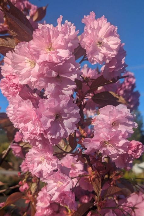 What's Blooming Now? Prunus 'Kwanzan' (Kwanzan Flowering Cherry Tree)  Incredible  double flowered Japanese flowering cherry specimen tree with showy clusters of large, double deep pink blooms backed by bronze-red new growth in early spring.   Deciduous, upright, vase-shaped branching habit perfect for lining a road or driveway. Grows to about 20-25 ft. tall, 15 -20 ft. wide. Loves full sun. Cherry Blossom Pfp Aesthetic, Wild Cherry Tree, Pink Kousa Dogwood Tree, Pink Weeping Cherry Tree, Flowering Cherry Tree, Specimen Trees, Vase Shapes, Deep Pink, Cherry Tree