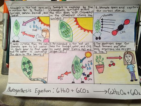 Photosynthesis comic strip 7th grade science Photosynthesis Comic Strip Ideas, Photosynthesis Coloring Page, Science Comic Strip, Photosynthesis Comic Strip, Comic Strip Ideas, Gifted Classroom, Bio Project, Plants Science, Photosynthesis And Cellular Respiration