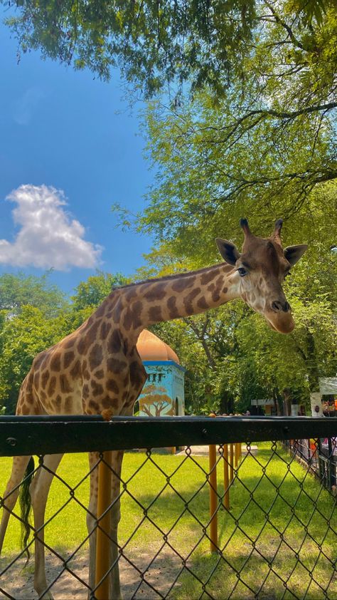 Zoo Aesthetic Wallpaper, Statue Of Liberty Facts, Zoo Pictures, Safari Photography, Giraffe Pictures, Giraffe Art, Pet Vet, Pretty Animals, African Animals