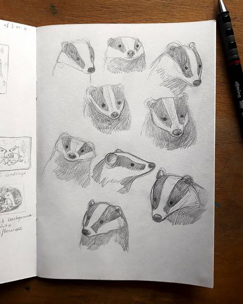 Animal Sketch Ideas, Badger Drawing, Animal Drawing Ideas, Sketch Ideas For Beginners, Badger Tattoo, Badger Illustration, How To Draw Animals, Beginner Sketches, Easy Drawing Ideas