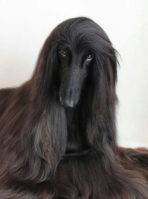 Those eyes are absolutely mesmerizing! Such a gorgeous Afghan Hound! Black Afghan, Hound Dog Breeds, Afghan Hounds, Most Beautiful Dogs, Post Photo, Dogs Lover, Afghan Hound, Large Dog Breeds, Hound Dog