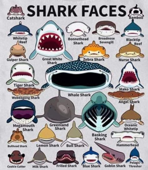 Frilled Shark, Zebra Shark, Types Of Sharks, Studera Motivation, Shark Facts, Shark Pictures, Shark Drawing, Bull Shark, Shark Art