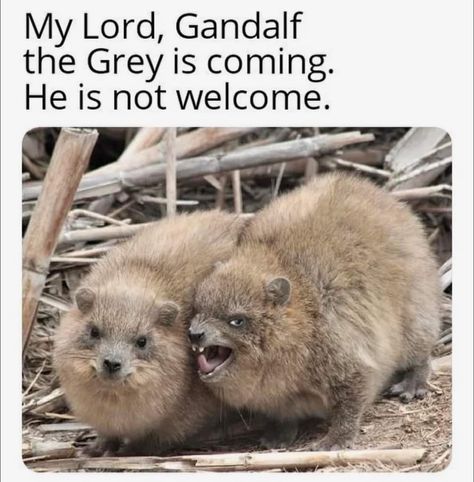 Lotr Funny, Gandalf The Grey, Into The West, My Lord, Food And Recipes, Gandalf, Middle Earth, The Rings, Tolkien